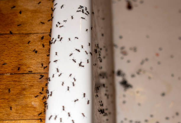 Best Local Pest Control Services  in Milton Freewater, OR